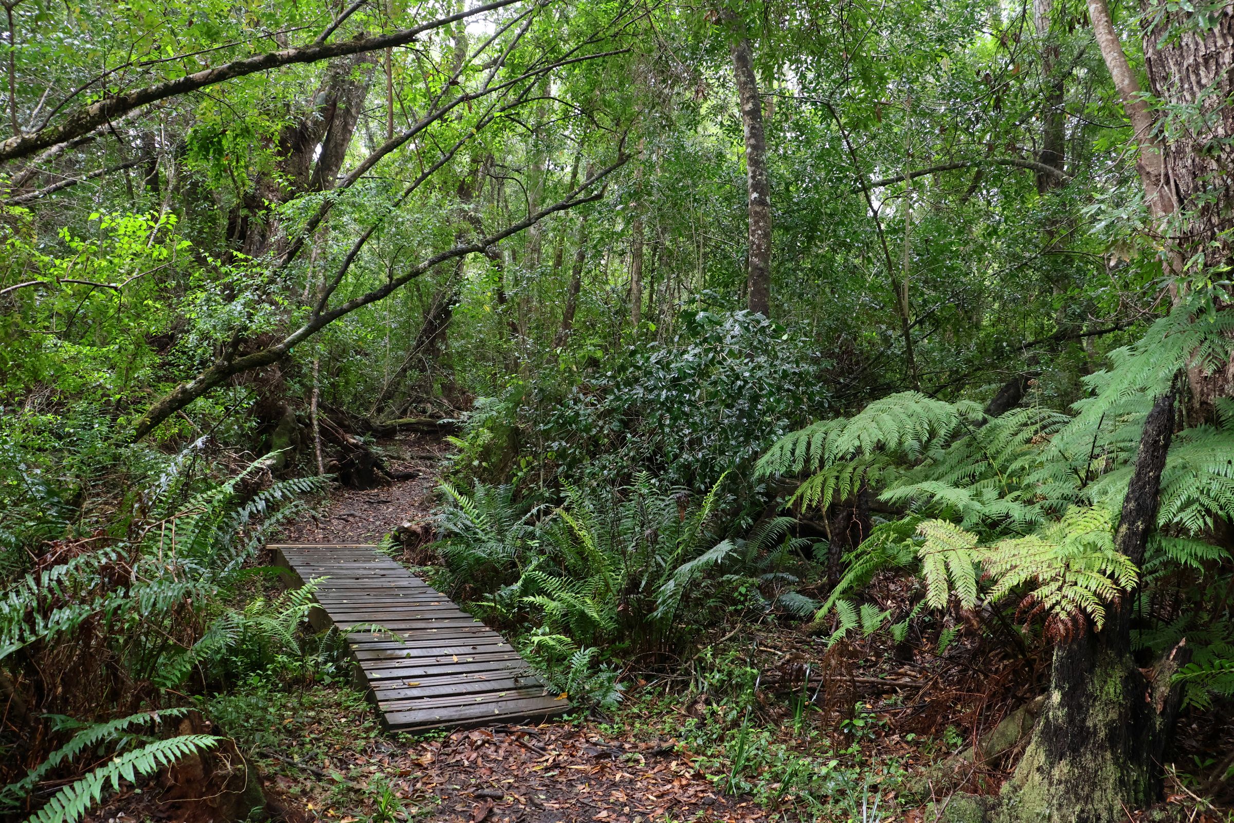 Tag 9 – Circles in the Forrest